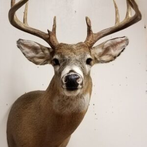 White Tailed Deer Taxidermy