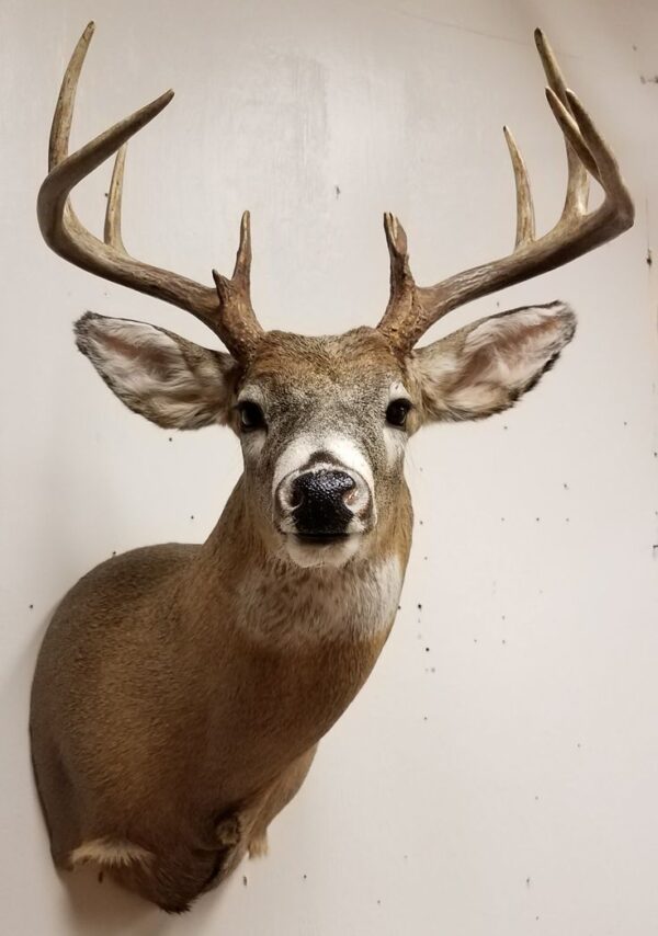 White Tailed Deer Taxidermy