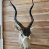 Addax Antelope