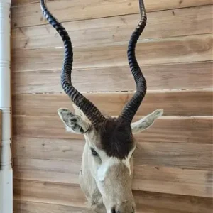 Addax Antelope