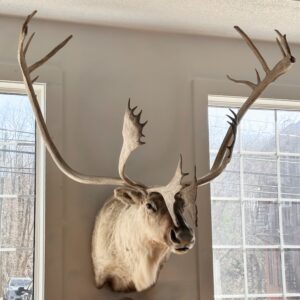 Caribou Taxidermy Alaska