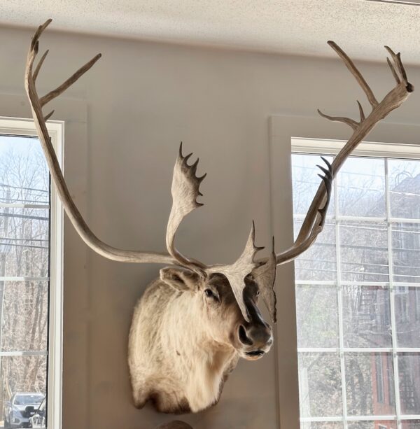 Caribou Taxidermy Alaska