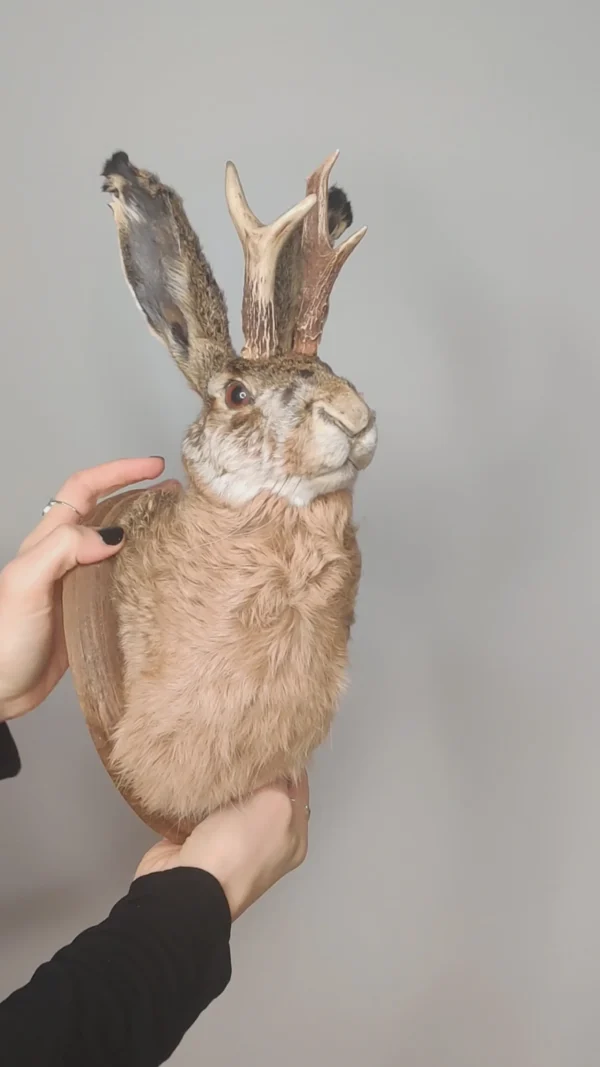 White Tailed Jack Rabbit