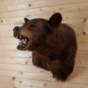 Brown Bear Taxidermy