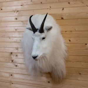 Alaska Mountain Goat