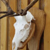 Dermestid Beetle Deer Skull