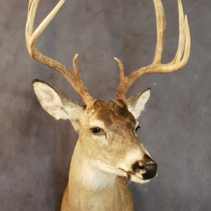 Mule Deer Taxidermy