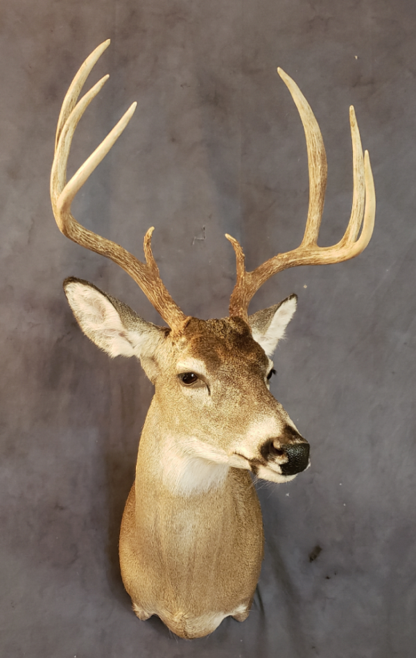 Mule Deer Taxidermy