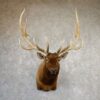 Elk Head Taxidermy For Sale Rocky Mountain And Roosevelt