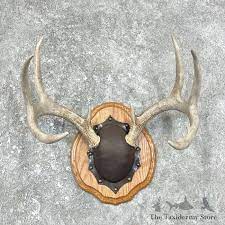 Whitetail Deer Antler Plaque