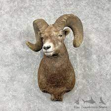 Bighorn Sheep Rams Butting Heads